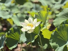 -木塔寺遗址生态公园