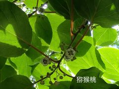 -大岭沟猕猴桃谷风景区