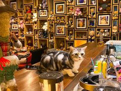 -咖法森林·咖啡  酒吧(天河店)