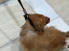 -暖阳宠物医院·犬猫康复中心·骨科