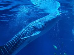 -烟台海昌鲸鲨海洋公园