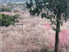 -香雪海