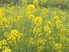 -菜香小厨(金发·印象南滨店)