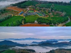 -桑洲油菜花景区