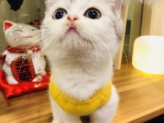 -小尾巴宠物店(万科·金域华庭店)