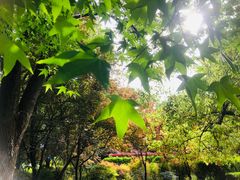 -上海共青森林公园