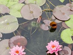 -莲花池公园