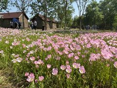 -溱湖国家湿地公园