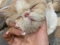 -滚猫咖啡·猫咖·猫友好撸猫(未来城店)