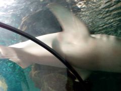 android_upload_pic-洛阳龙门海洋馆