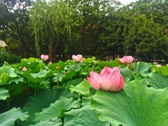 -陈家山荷花公园