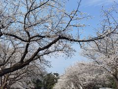 -武汉大学-樱园