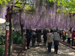 -嘉定紫藤园