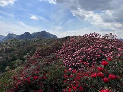 -贵州百里杜鹃风景名胜区