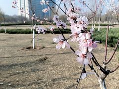 -杨柳青古镇