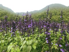 -广州市石门国家森林公园