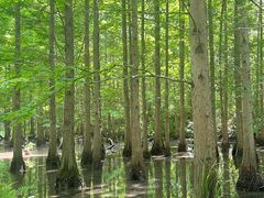 -桤木河湿地公园