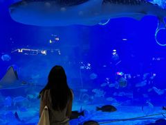 -烟台海昌鲸鲨海洋公园