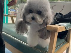 -博特宠物医院24h犬猫全科.骨科·异宠