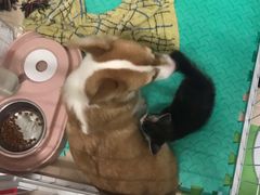 -康乐宝动物医院