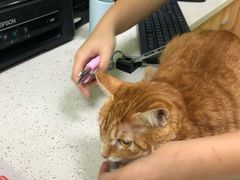 -瑞鹏宠物医院·夜间急症·心超·猫科(祖庙分店)