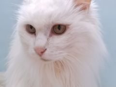 -纳吉亚猫专科动物诊疗中心(蒋宅口分院)