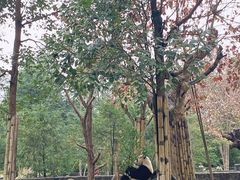 -都江堰中华大熊猫苑