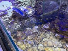 -四海蒸鲜蒸汽海鲜自助(北戴河店)
