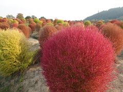 -径山花海