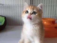 -东方名猫馆·英短金渐层布偶猫舍(环线广场1号楼店)