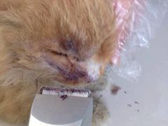 -纳吉亚猫专科动物医院博雅分院