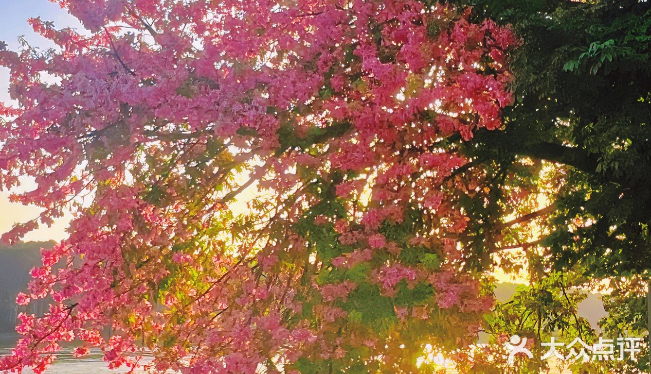 不卷萧岗和华师，广州河堤的异木棉花瀑