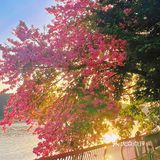 不卷萧岗和华师，广州河堤的异木棉花瀑
