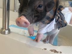 -怪兽屋·羊驼·猫咖·狗咖(俊华广场店)