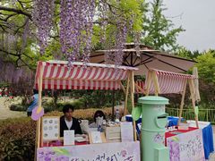 -嘉定紫藤园