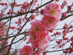-无锡梅园公园