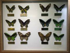 -上海昆虫博物馆