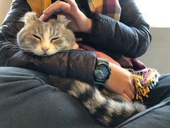 -猫儿山۰猫主题餐厅
