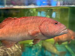 -聚福宝合苑食府(南头镇店)