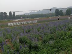 -北京东方普罗旺斯薰衣草庄园