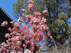 -大觉寺-停车场