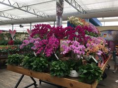 -荷兰花海