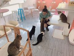 -喵屿·大理花园猫咖