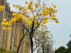 -飞凤山奥体公园