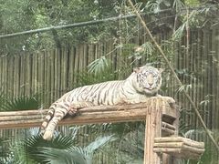 -广州长隆野生动物世界