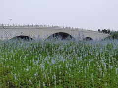 -西京湾花海