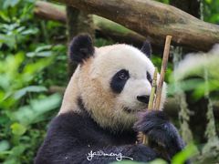 -成都大熊猫繁育研究基地