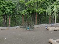 -哈尔滨北方森林动物园