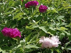 -莲花池公园