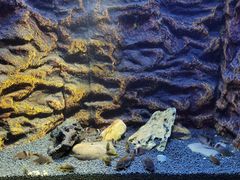 -上海海洋水族馆